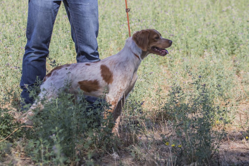 Sissi Des Plaines De La Garde