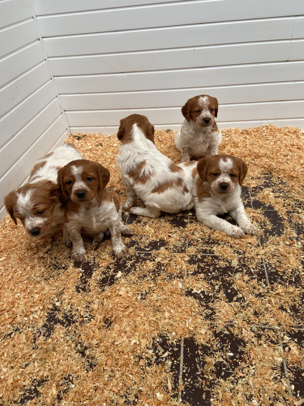 Des Plaines De La Garde - Epagneul Breton - Portée née le 28/10/2025